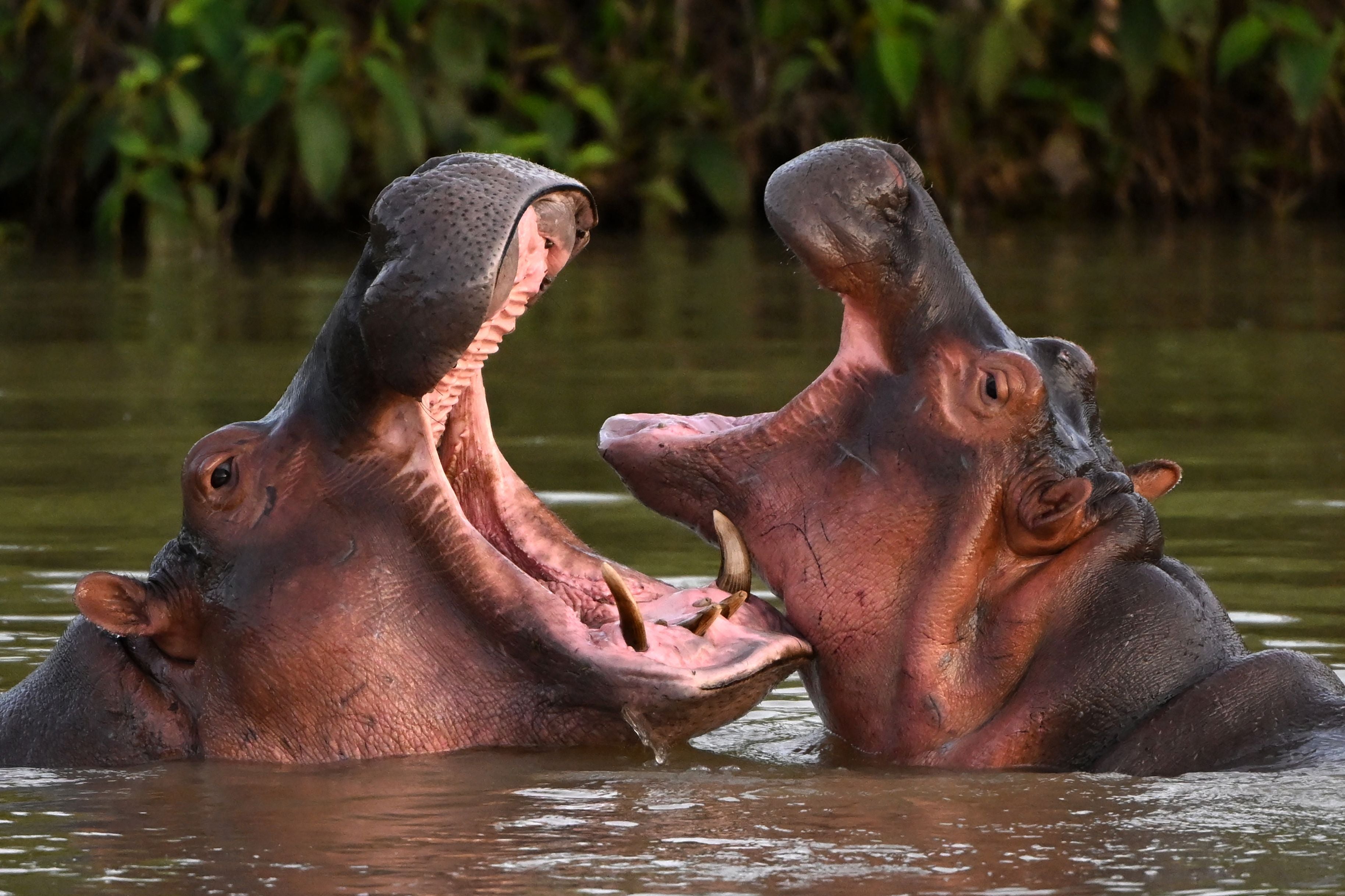 Pablo Escobar’s ‘cocaine hippos’ to meet tragic fate after population control fails