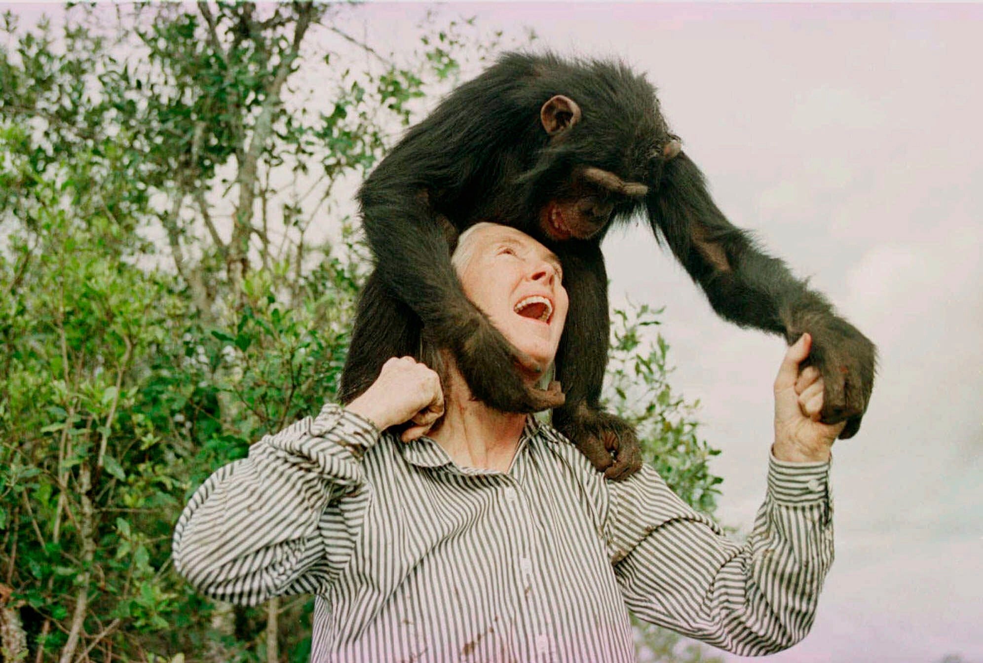 JANE GOODALL-DECESO
