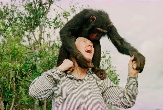 JANE GOODALL-DECESO