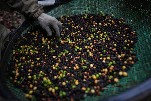 <p>Jonas Alves, 25, picks leaves and sticks from freshly harvested coffee cherries at the Camocim coffee farm in Pedra Azul, Brazi</p>