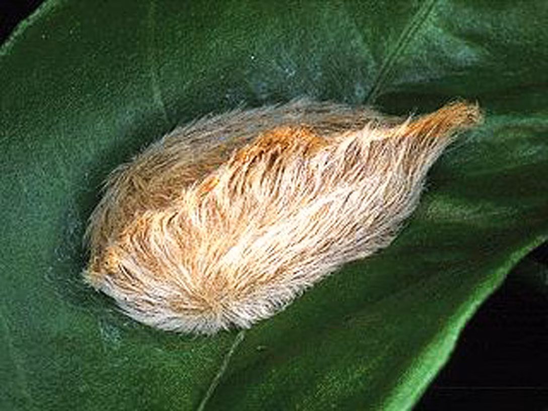 Creepy fuzzy caterpillars are back in Florida. Here’s why they are so dangerous