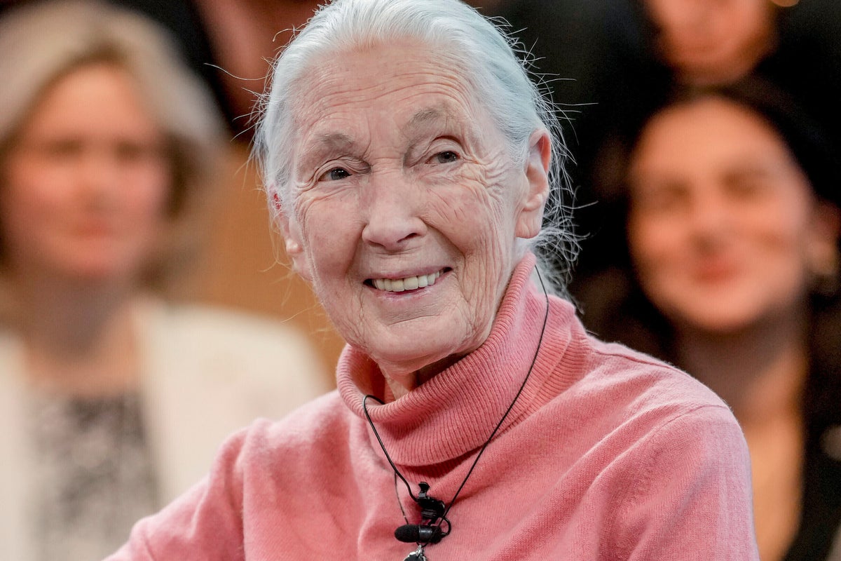 ‘She nuzzled me like a chimpanzee’: The Jane Goodall I knew