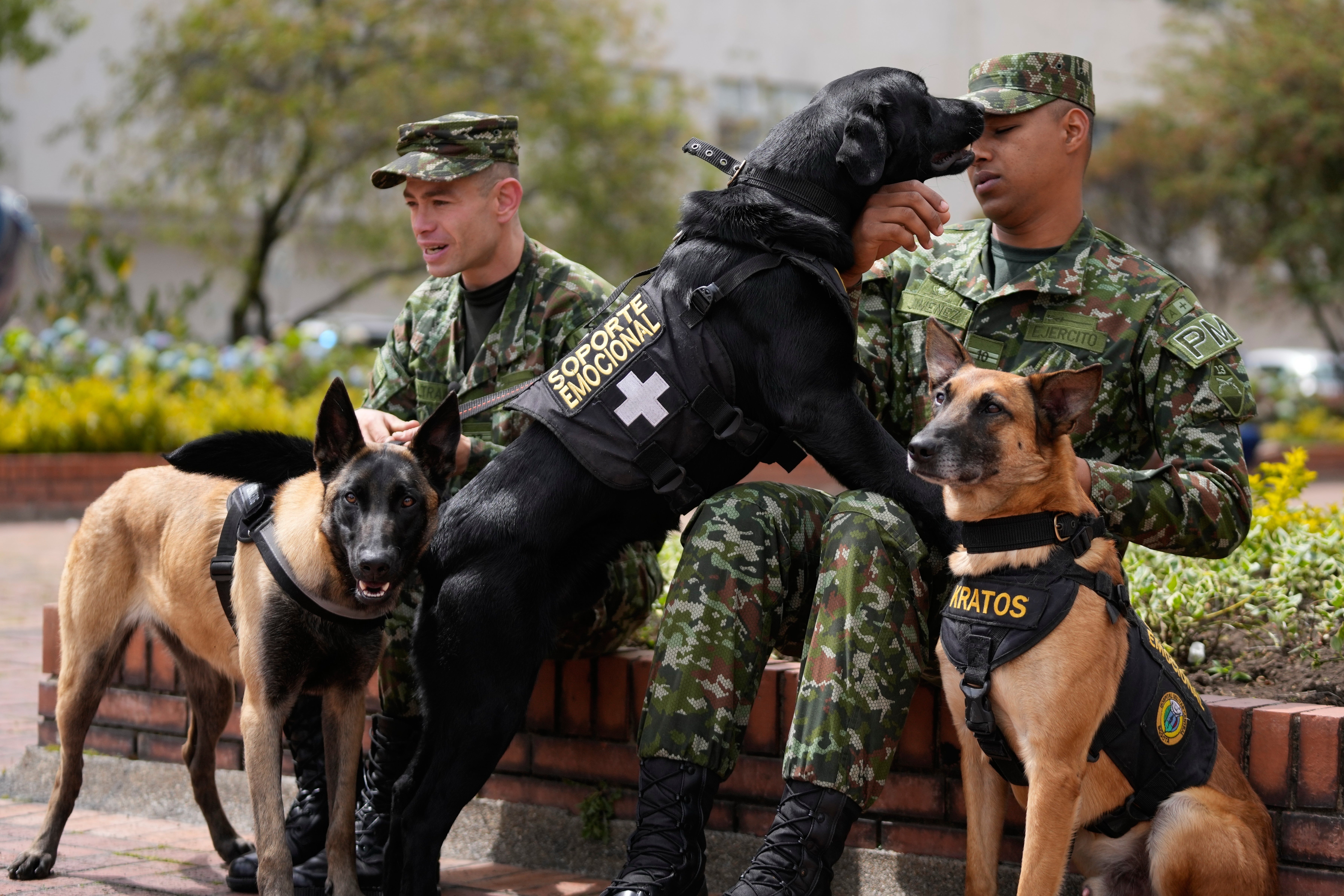 Colombia Military Dogs