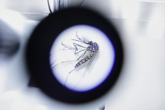 <p>An Aedes aegypti mosquito</p>