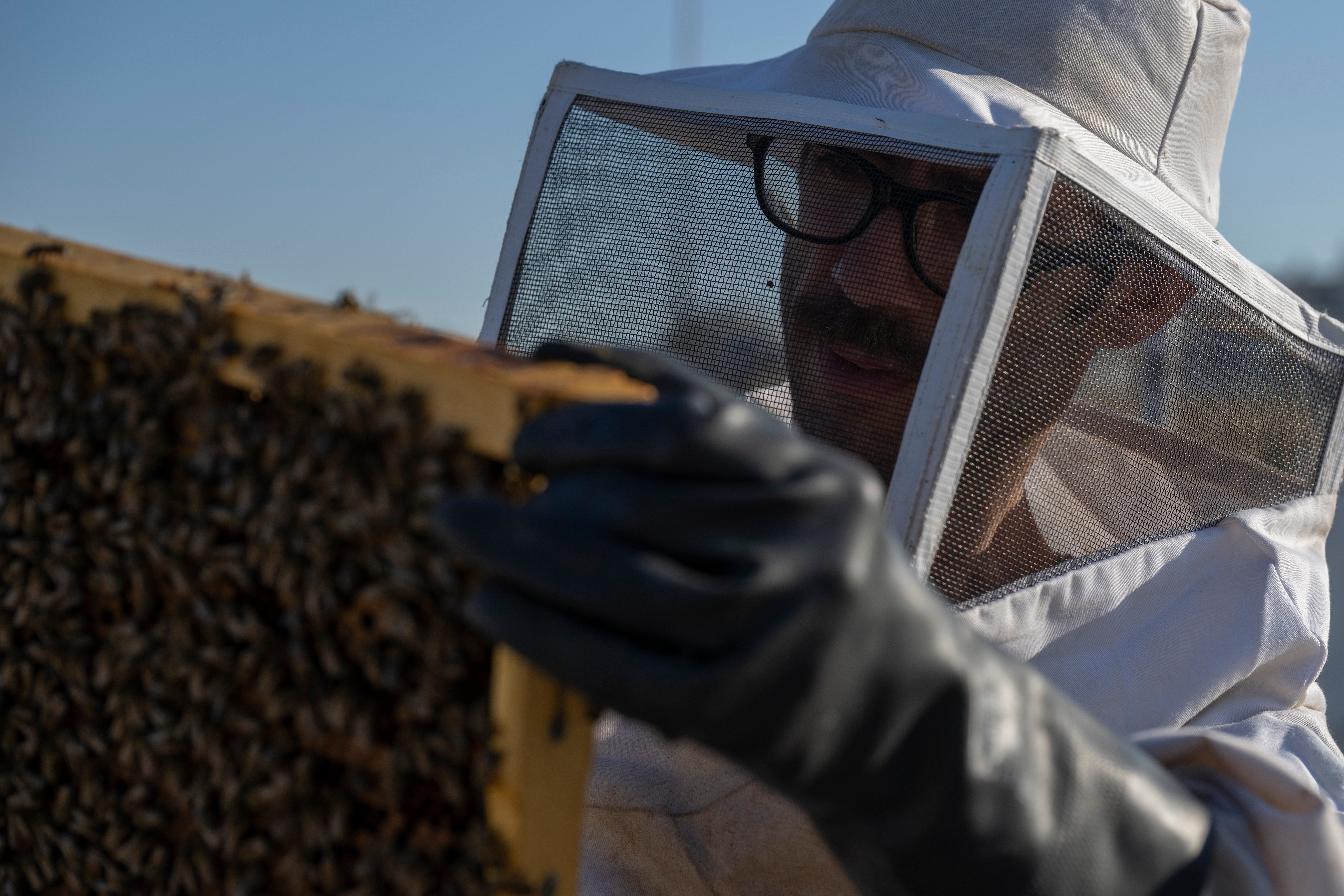 Greece Urban Beekeeping