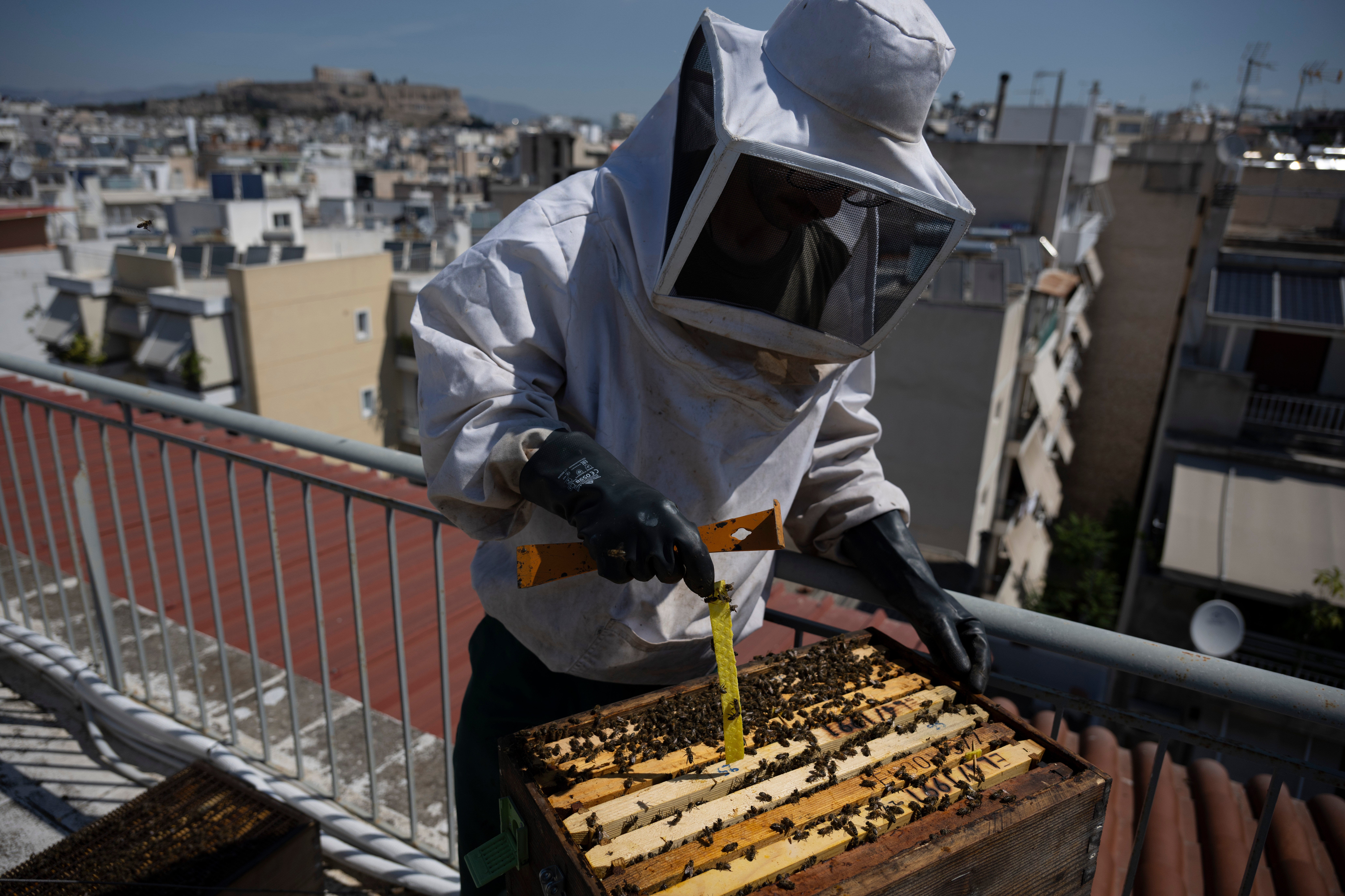 Greece Urban Beekeeping