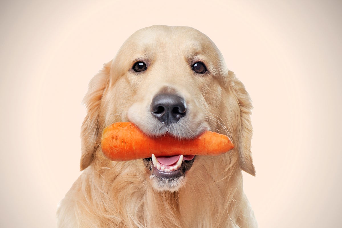 Like Lewis Hamilton, I’m putting my dog on a vegan diet – what could go wrong?