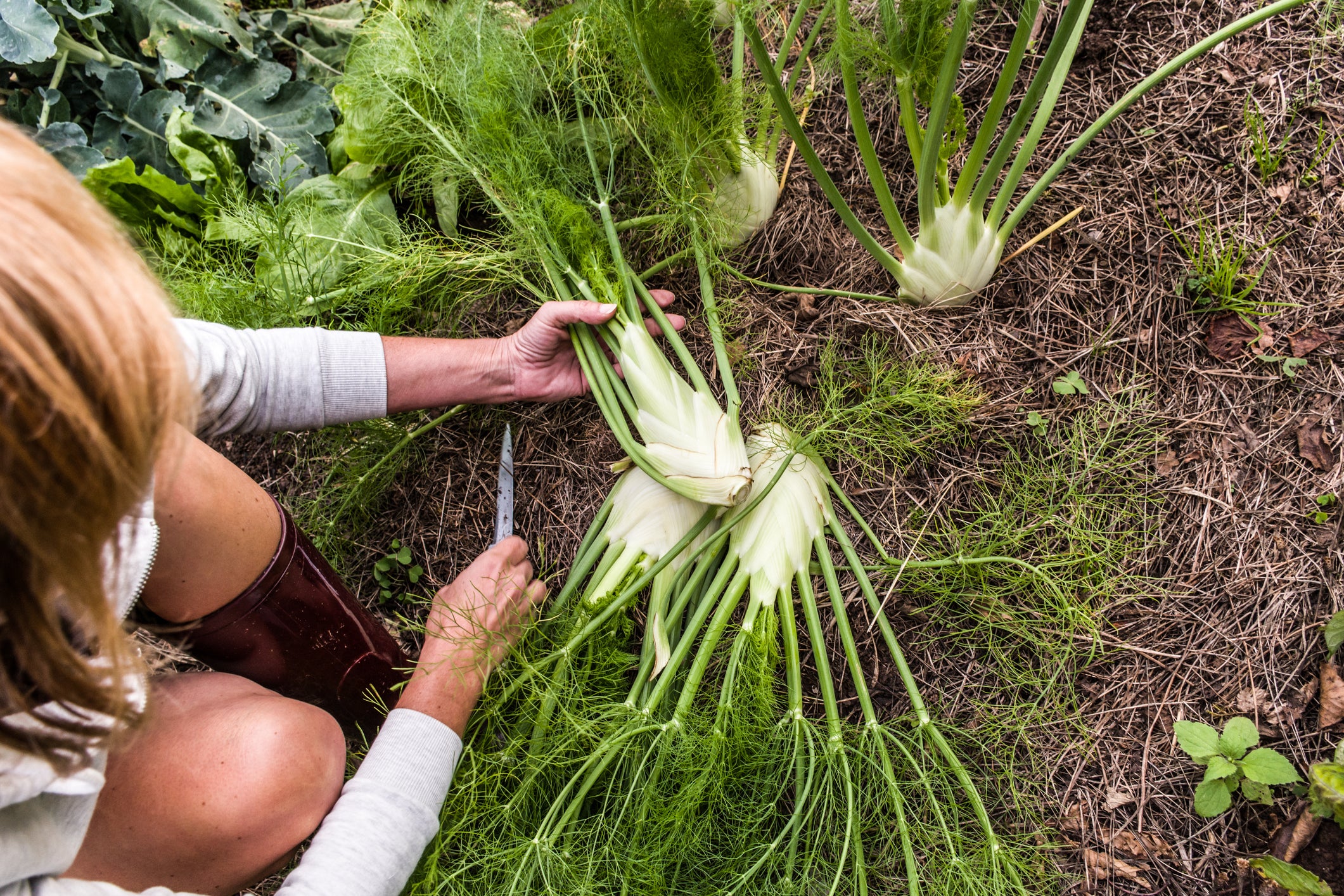Fennel is great in sausage and packed with antioxidants that can safeguard health