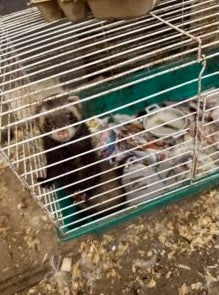 Officials found at least 26 different species, including dogs, cats, ferrets, flying squirrels, parrots, chickens and tortoises