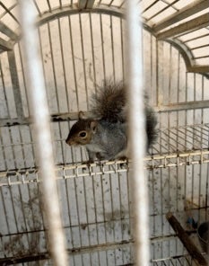 Some animals will be put up for adoption, and others will be moved back into the wild or to reputable sanctuaries