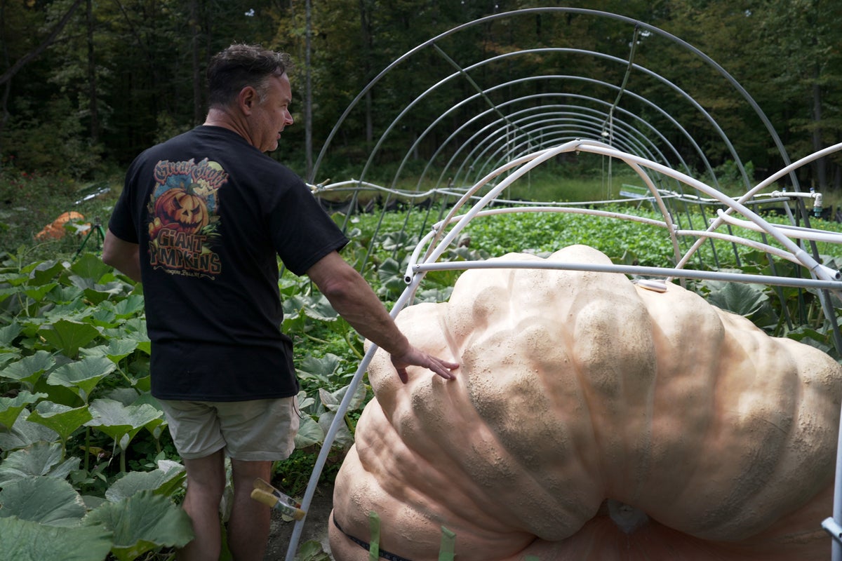 The science behind growing a giant pumpkin