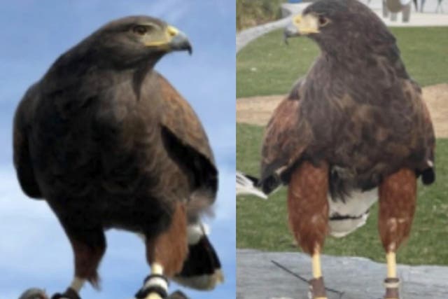 <p>One of two hawks that were stolen from SoFi Stadium during a football game last month has been found and returned to its owner.</p>