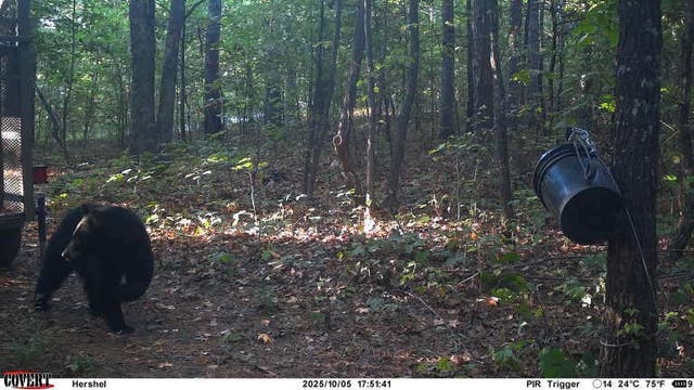 <p>Arkansas officials have shot and killed a male black bear, which they believe was responsible for the fatal mauling of a 60-year-old Missouri man at his campsite in the Ozark National Forest last week</p>