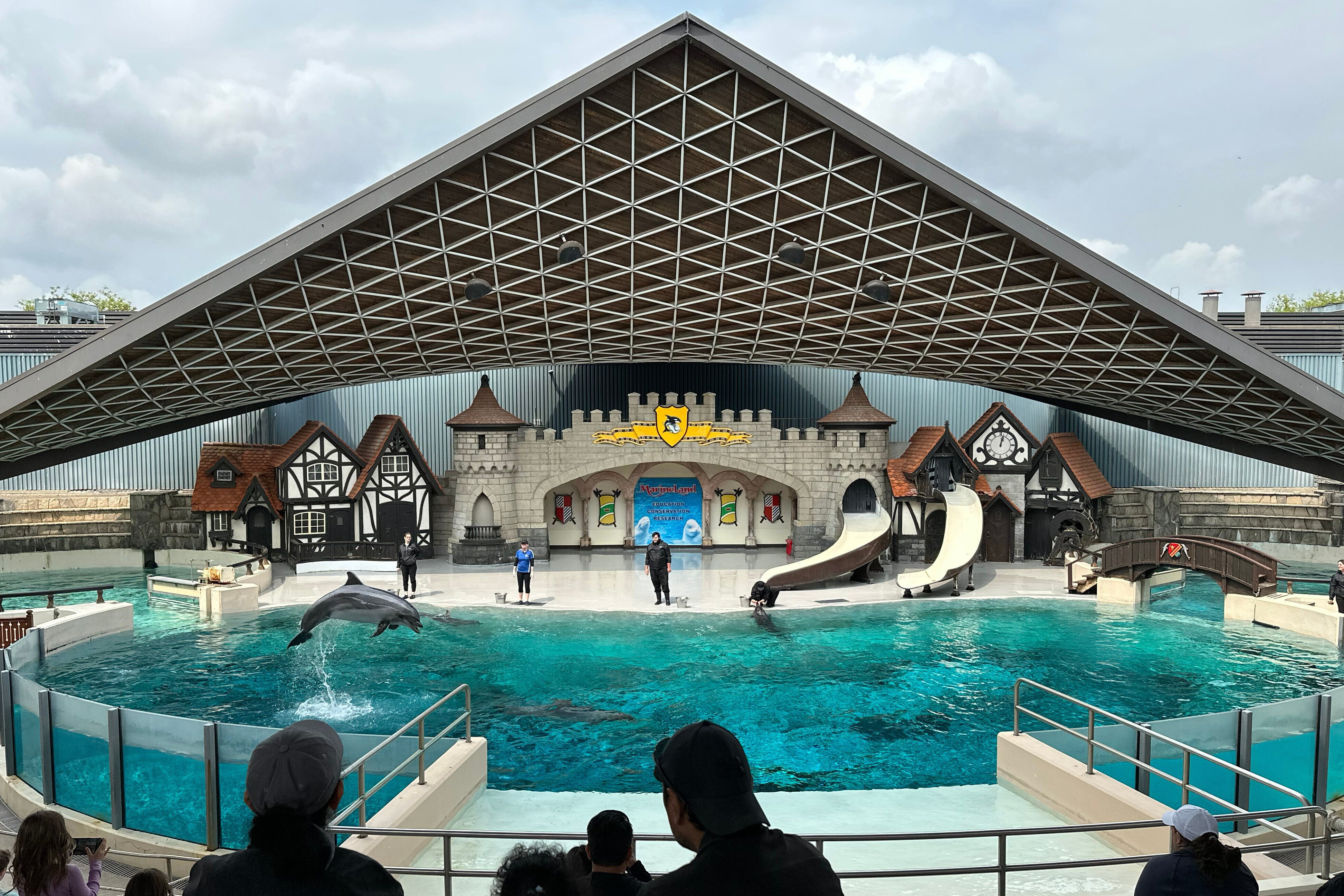 A dolphin jumps out of the water as it performs during a show at Marineland amusement park in June 2023