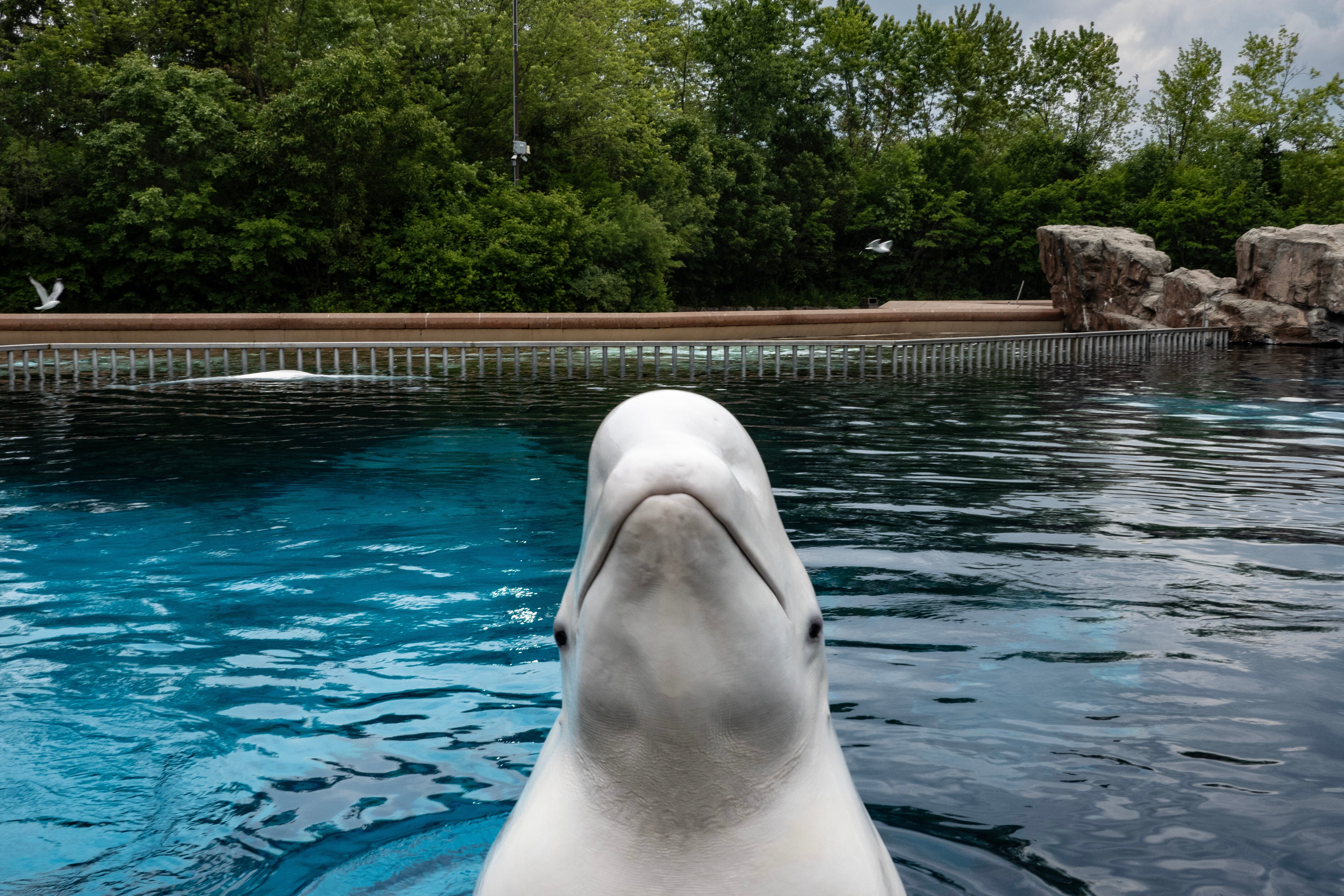 A beluga whale surfaces from a tank to be fed by an employee at Marineland amusement park in Niagara Falls in June 2023