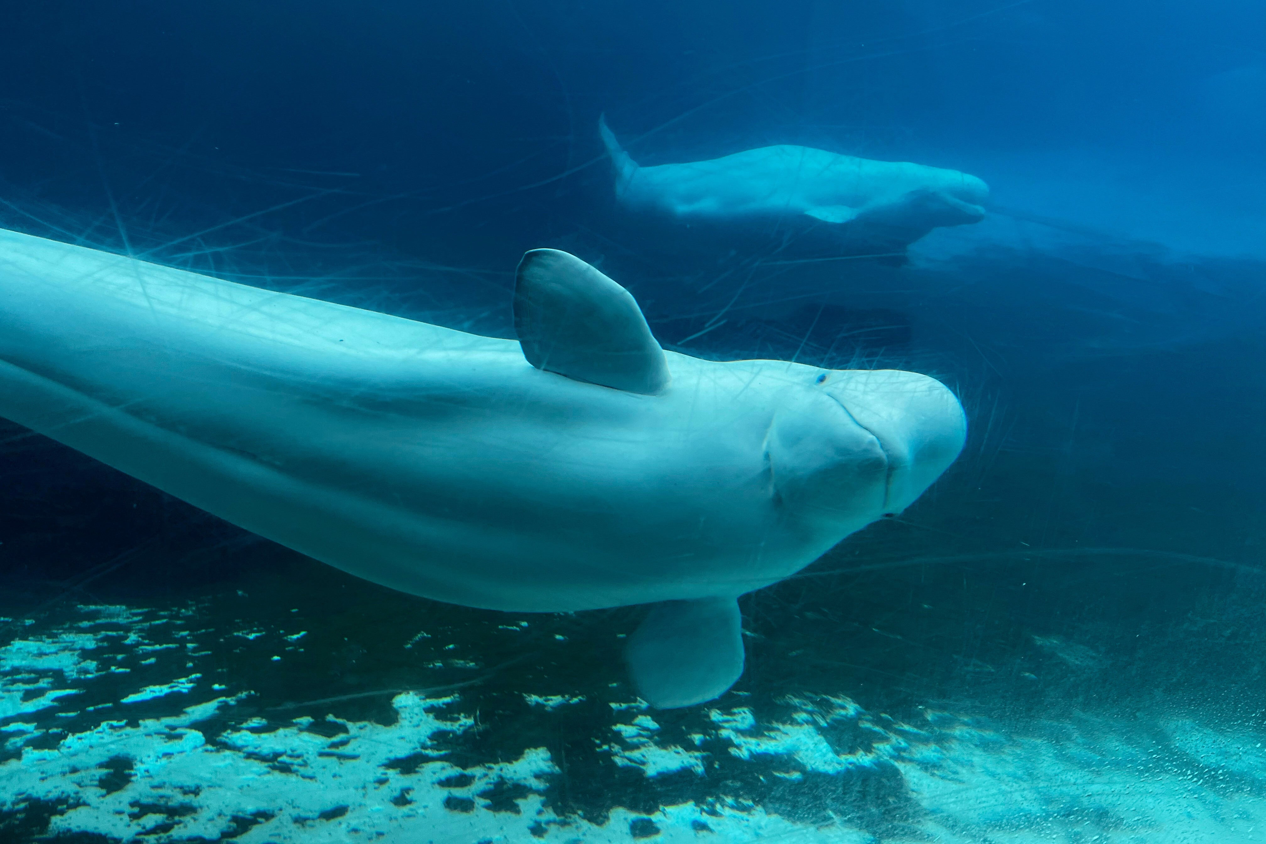 Beluga whales swim in a tank at Marineland amusement park in Niagara Falls, Ontario, Canada, June 9, 2023