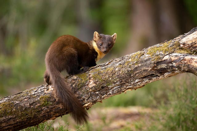 Pine martens from healthy populations in Scotland have been introduced to Exmoor (Alamy/PA)