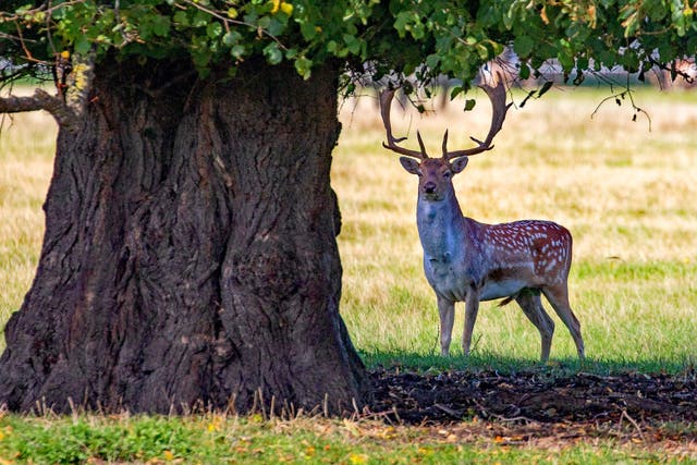 Deer at some National Trust sites have been gorging on the abundant conkers, such as the Belton Estate (Mike Selby/National Trust images)