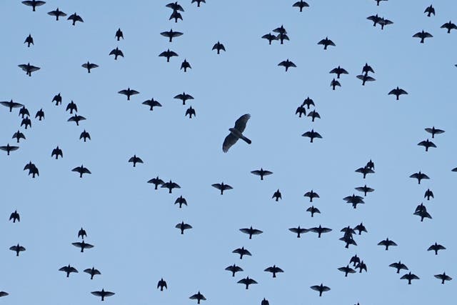 Inquiries are continuing (Owen Humphreys/PA)