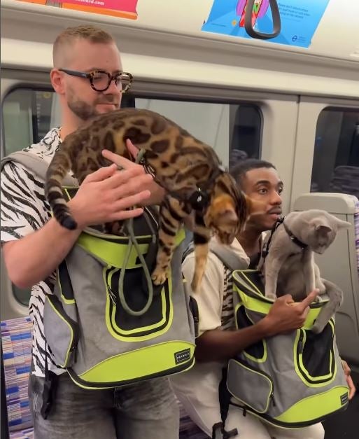 The video advises owners not to let cats sit on seats