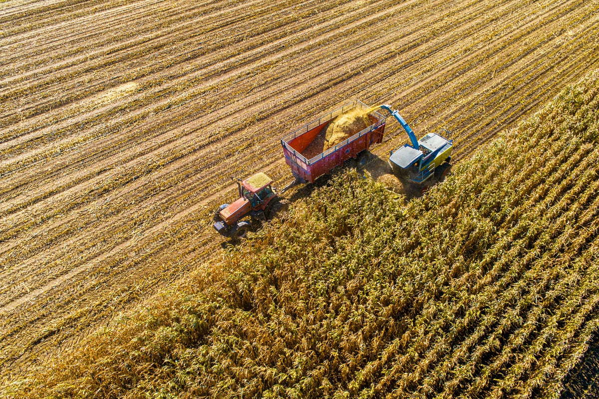 https://static.independent.co.uk/2025/10/07/15/29/iStock-1188946592.jpg?trim=0,1,0,0&width=1200&height=800&crop=1200:800