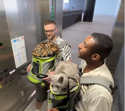 <p>The video shows cats being taken in a lift</p>