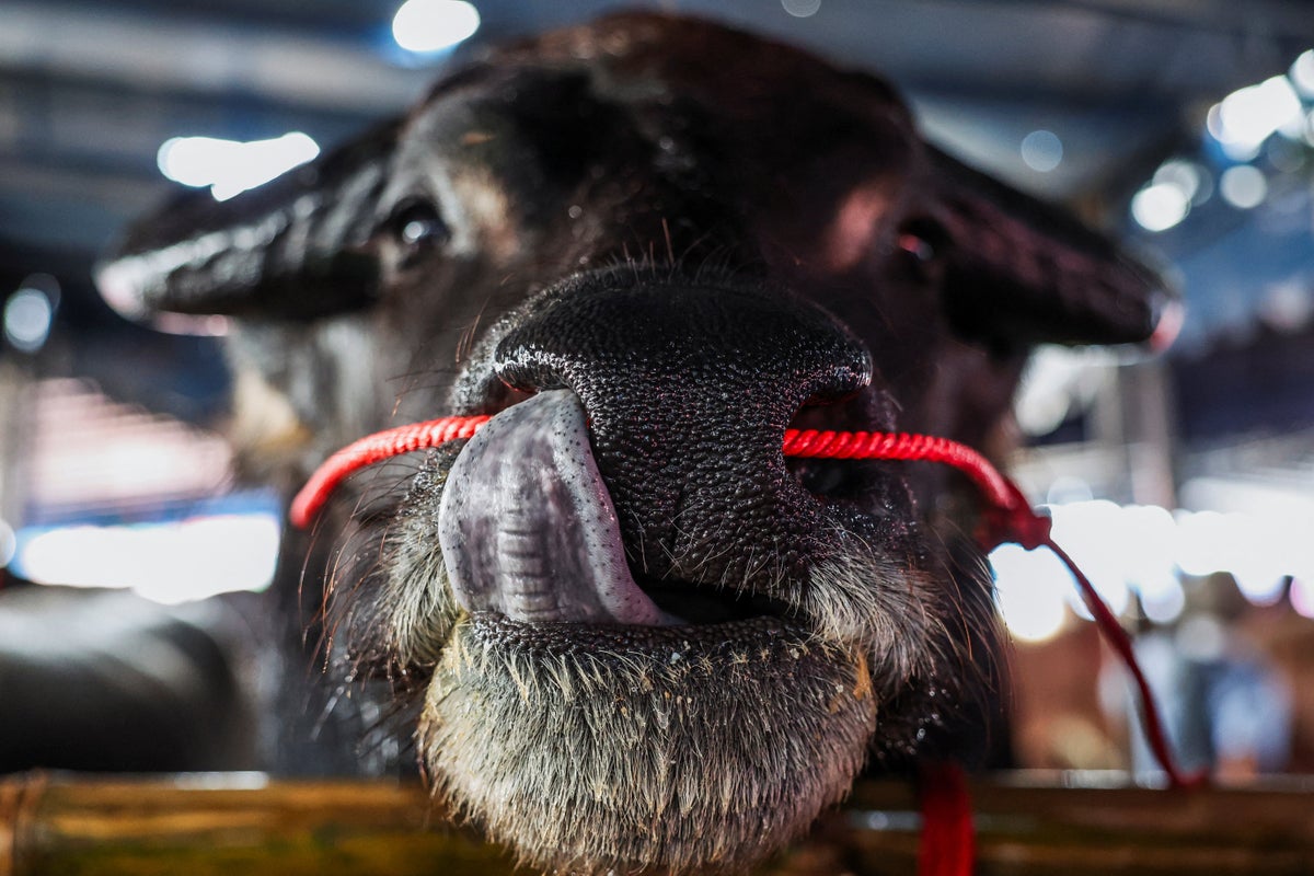 Thailand hopes beauty pageants and races can keep this humble farm animal from being wiped out