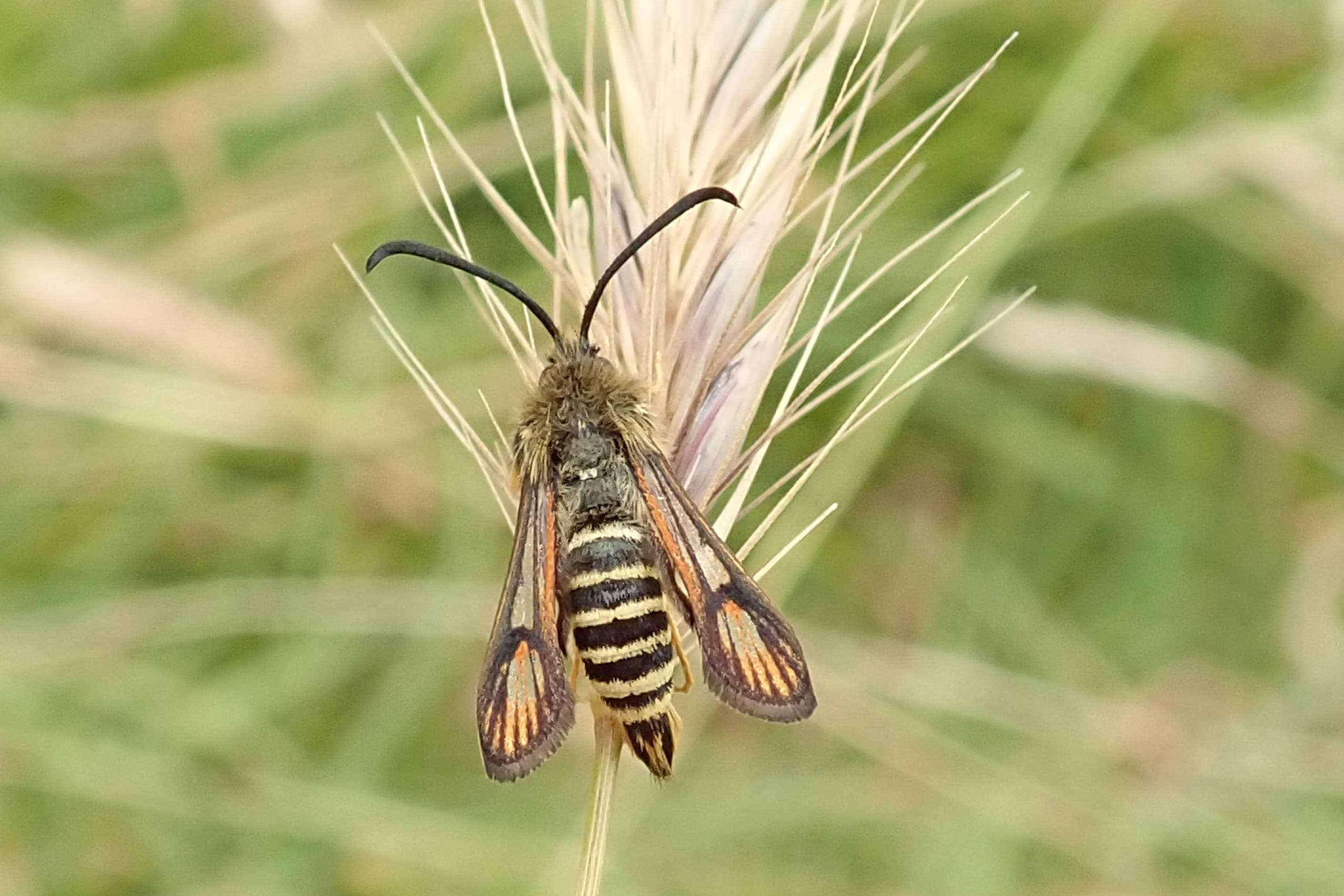 A six-belted clearwing moth, which is the 10,000th species found at Wicken Fen nature reserve in Cambridgeshire. (National Trust/ William Bishop/ PA)