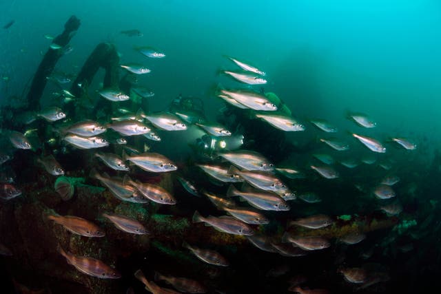 Conservationists are calling for the Government to end overfishing (Oceana/PA)