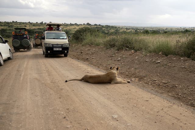 Kenya Urban Lions