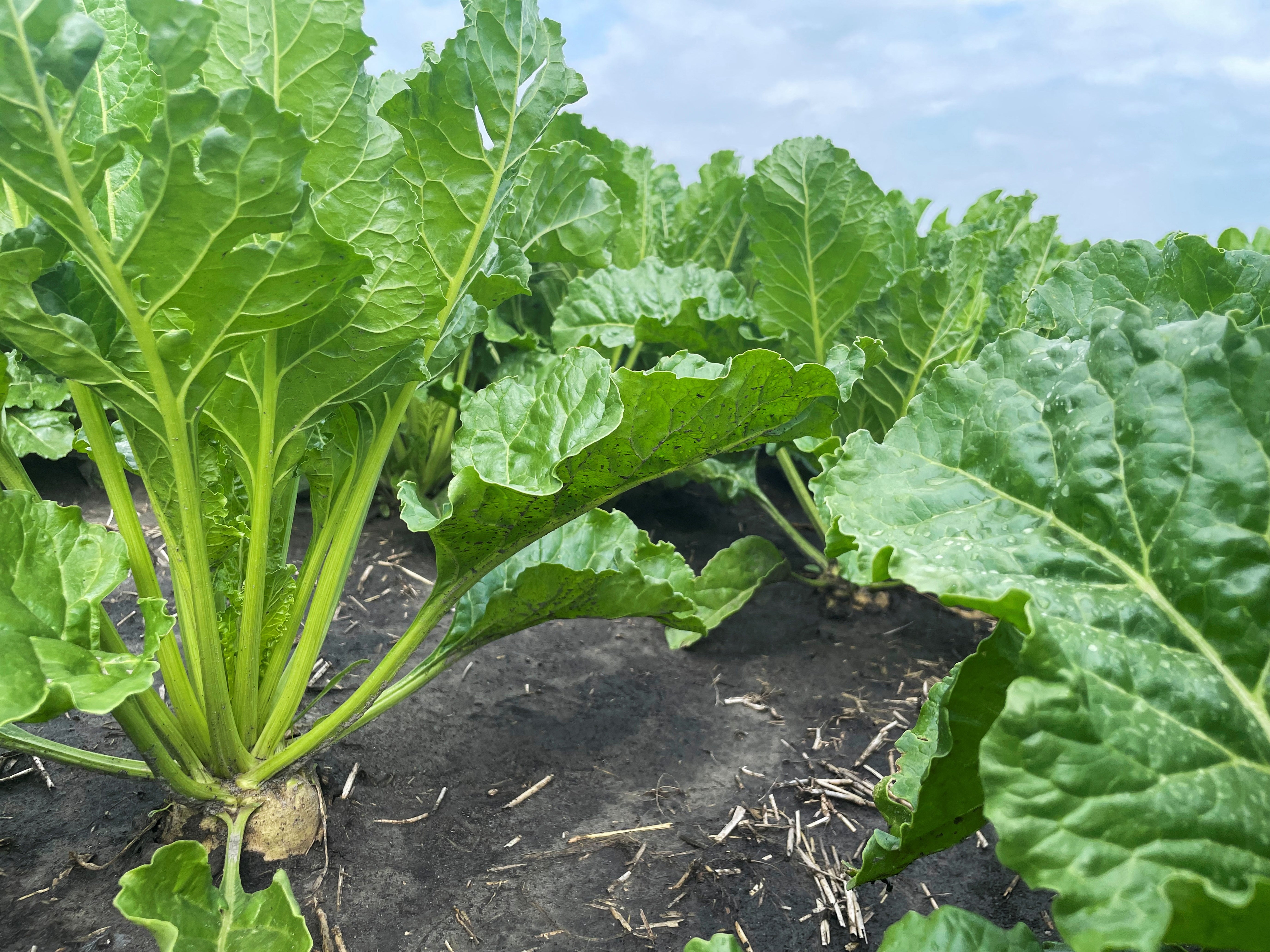 Farmers this year planted their smallest sugar beet acreage since 1982