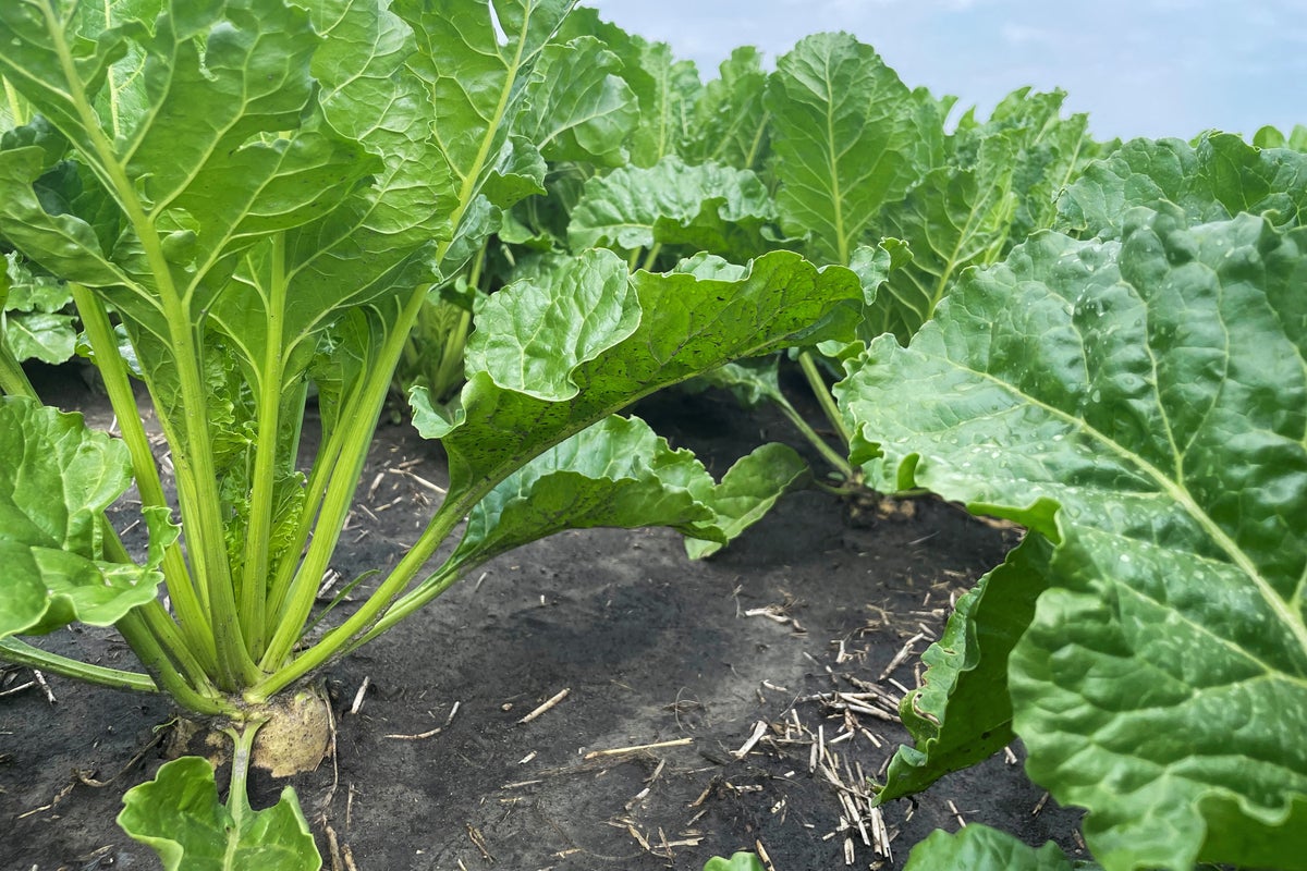 https://static.independent.co.uk/2025/10/08/10/32/FILE-PHOTO-Sugar-beet-plants-grow-in-Euclid-49xswh3j.jpeg?trim=458,0,0,0&width=1200&height=800&crop=1200:800