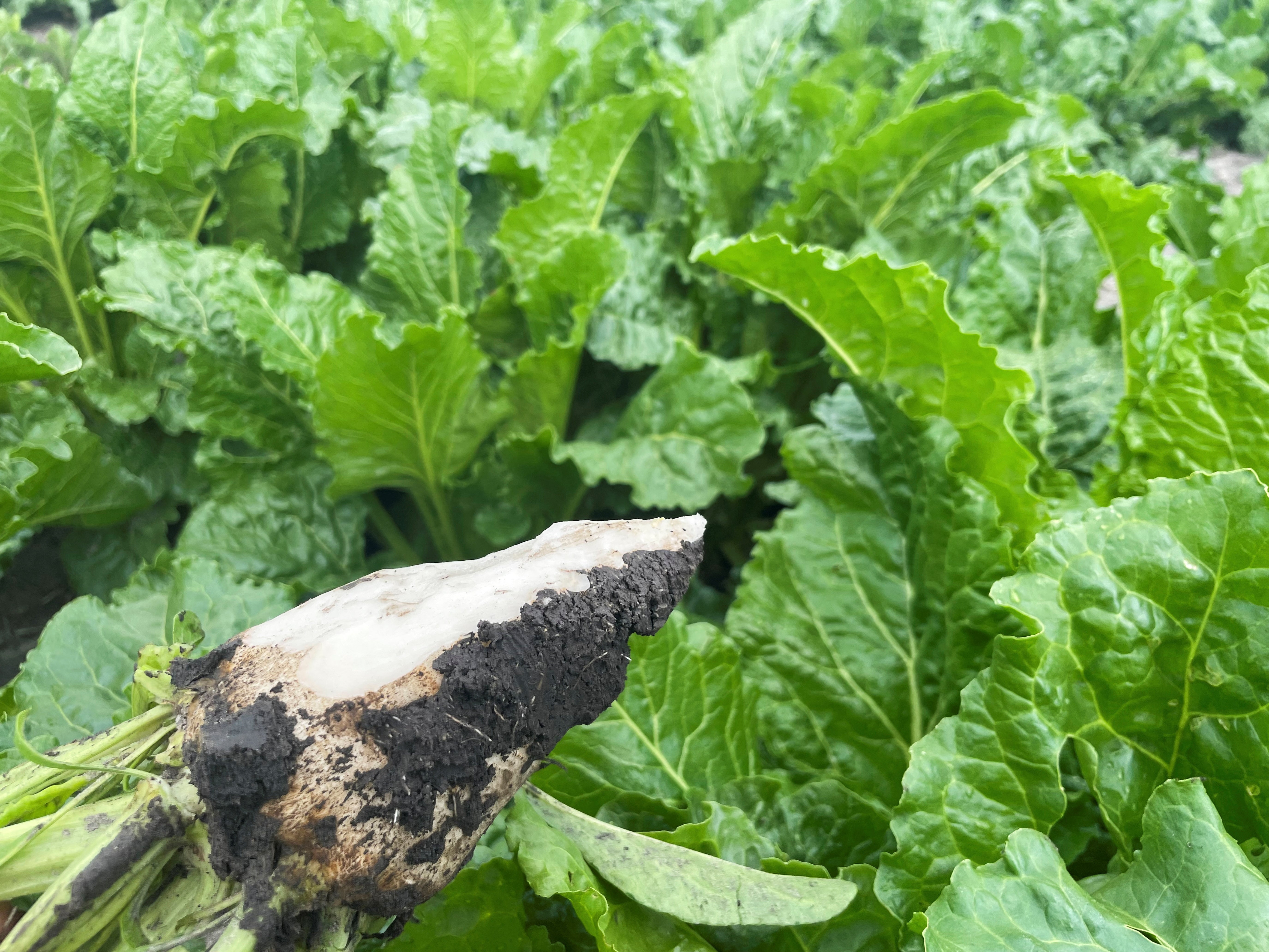 Refined beet sugar prices are down 33 per cent from a year ago, their lowest level since 2019, and a sugar supply glut is projected to last through at least 2026.