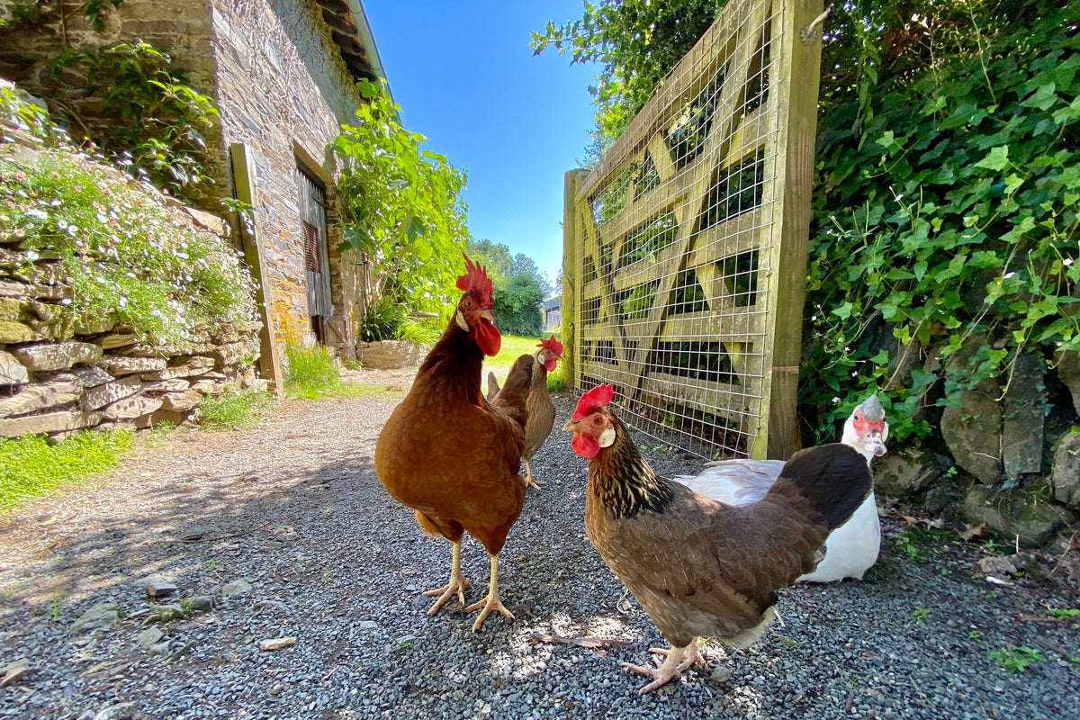 What to know about bird flu strain H5N5 after first human dies