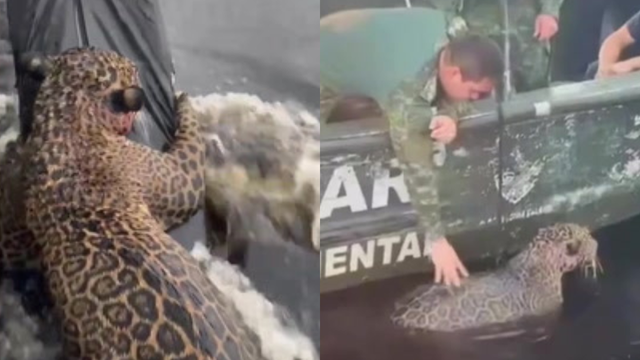 <p>Injured jaguar found at sea hitches ride on police boat</p>