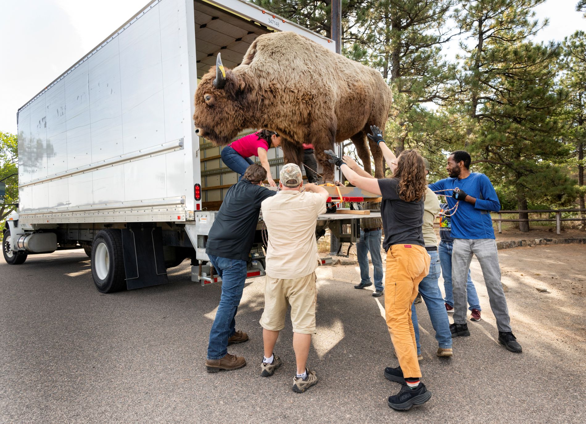 The bison is reunited with its 'siblings,' which were retired from public view in 1993