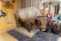 Mystery of Colorado bison missing for decades finally solved