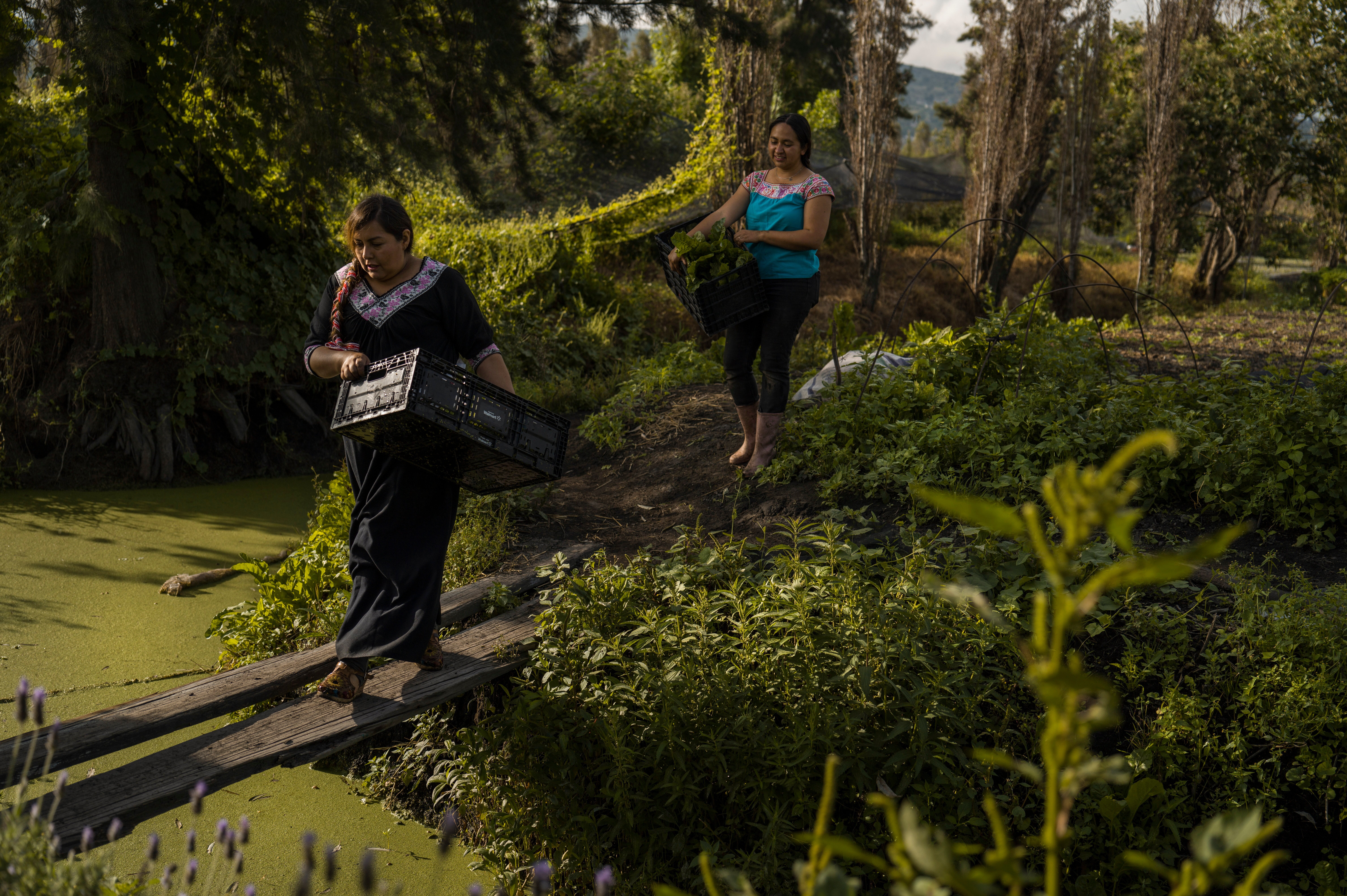 Climate Mexico Ancient Farms Women