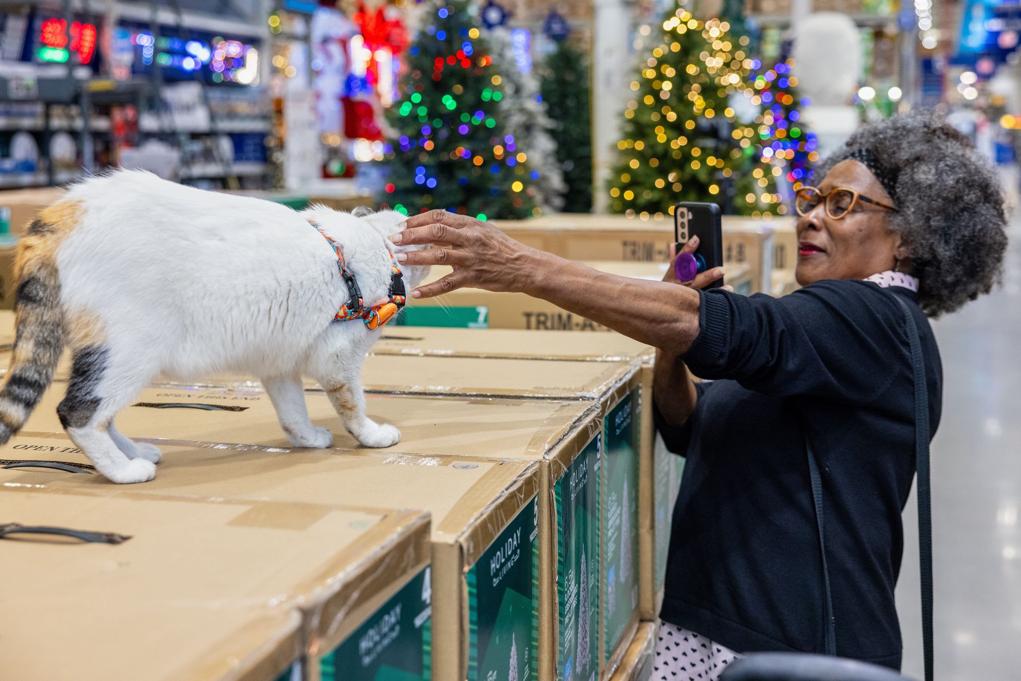In this photo provided by Lowe's, a customer welcome back Francine, the store cat