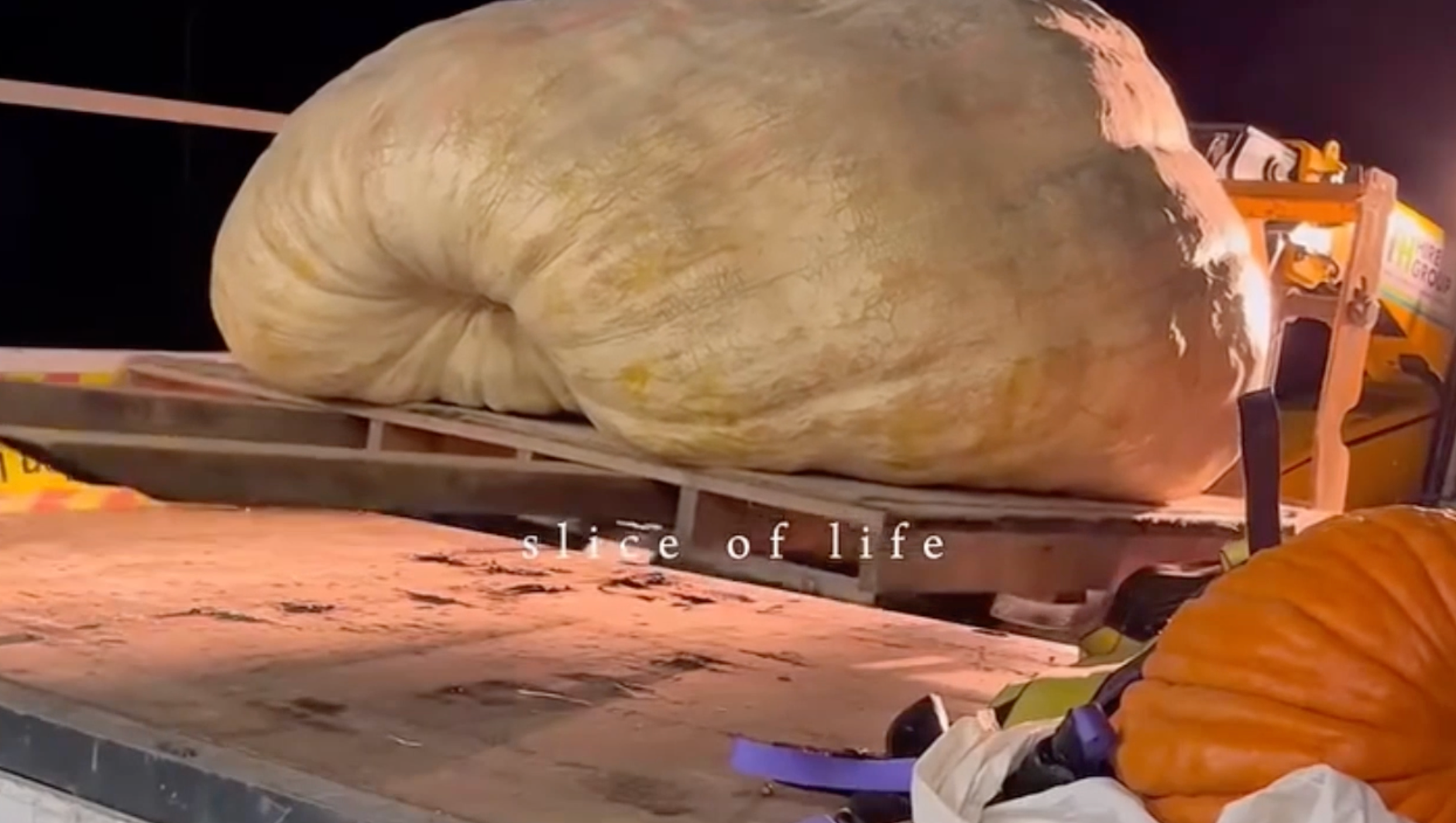 <p>World's heaviest pumpkin grown by English brothers</p>