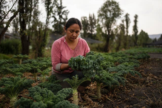 MÉXICO-CHINAMPAS-MUJERES