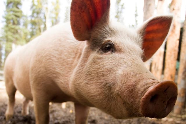 <p>Medics have transplanted a pig liver to a human in a world first</p>