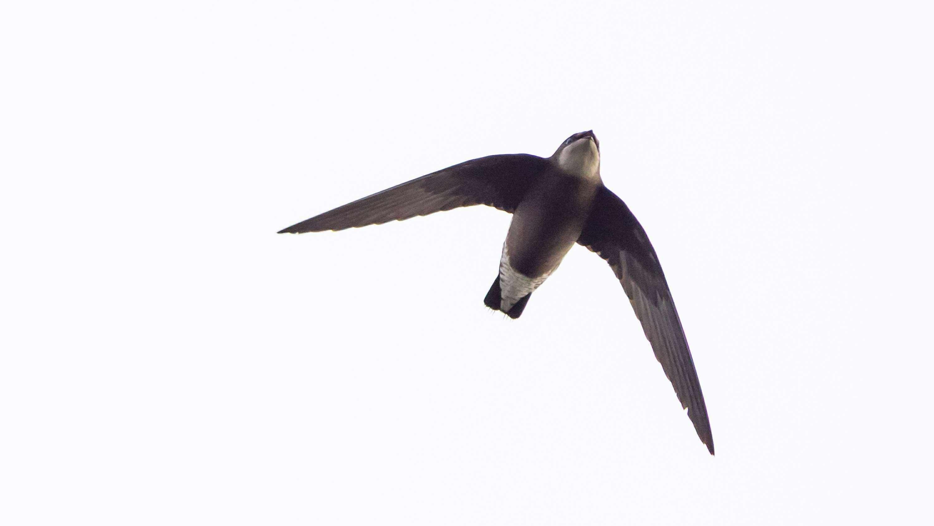 <p>It is the first time the bird has been spotted in England since 1991</p>