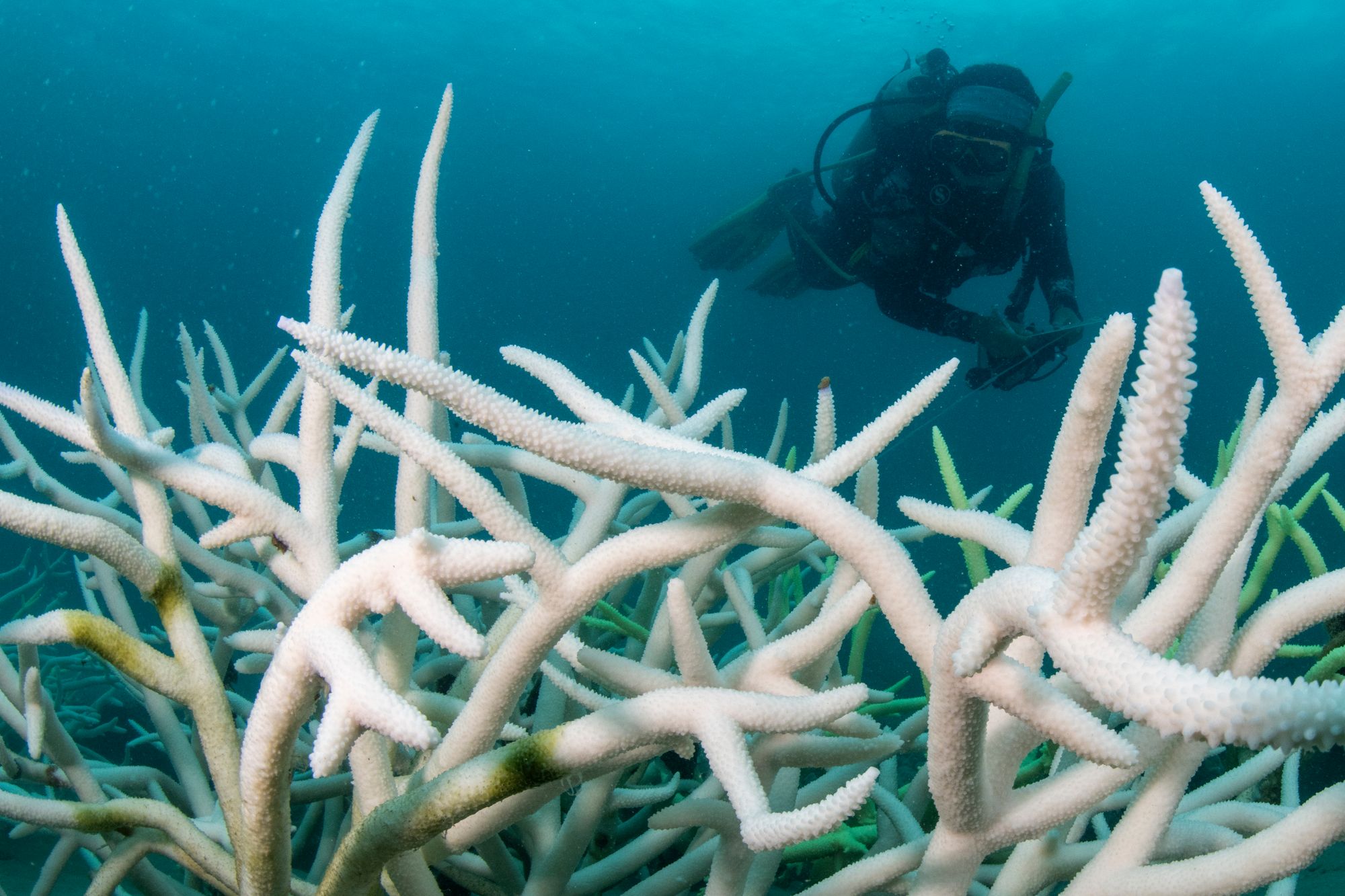 The Earth just passed its first climate tipping point, 160 scientists from around the world warned Sunday. Some of the world’s great reefs are now expected to decline in the coming years. Coral reefs are critical ecosystems that support thousands of species. Without our help, the usually stunningly-colored animals we know could be lost for good