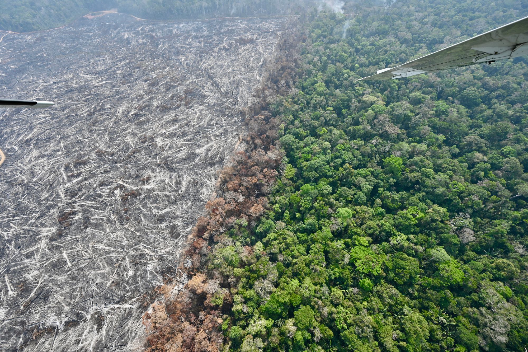 The Amazon rainforest has been devastated by deforestation over decades. Now, Earth will pay the price sooner than expected, researchers warn