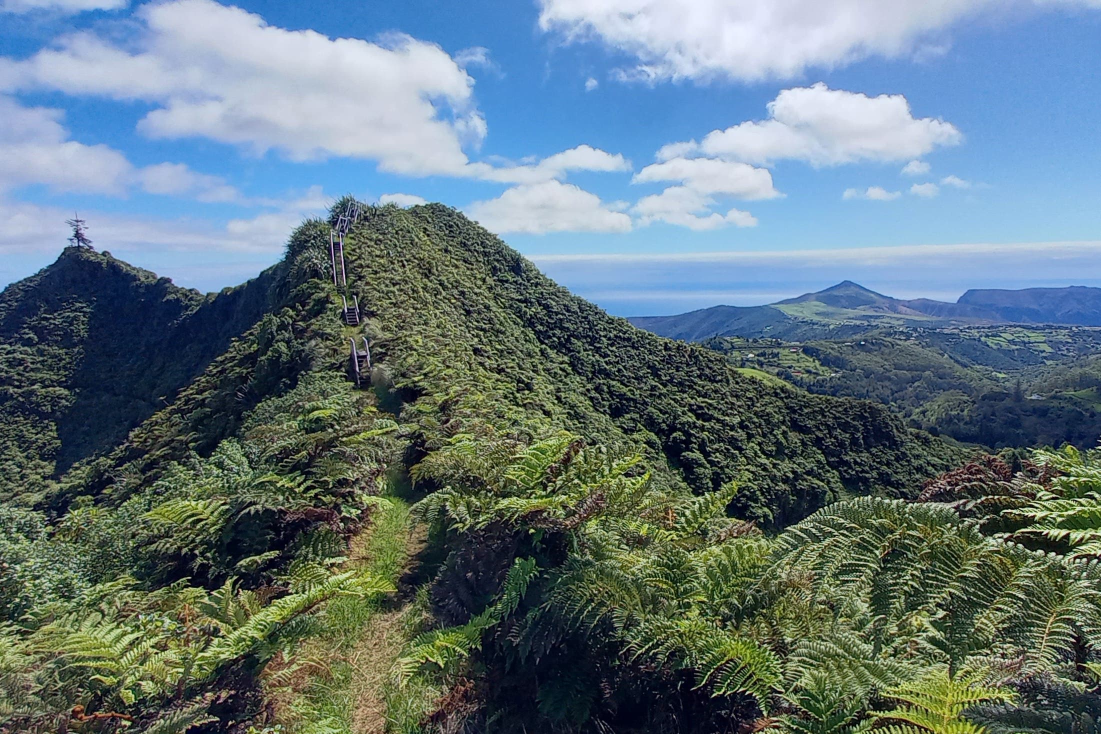 St Helena cloud forest will be protected with a share of the funding (St Helena Cloud Forest Project/Colby Thomas/PA)