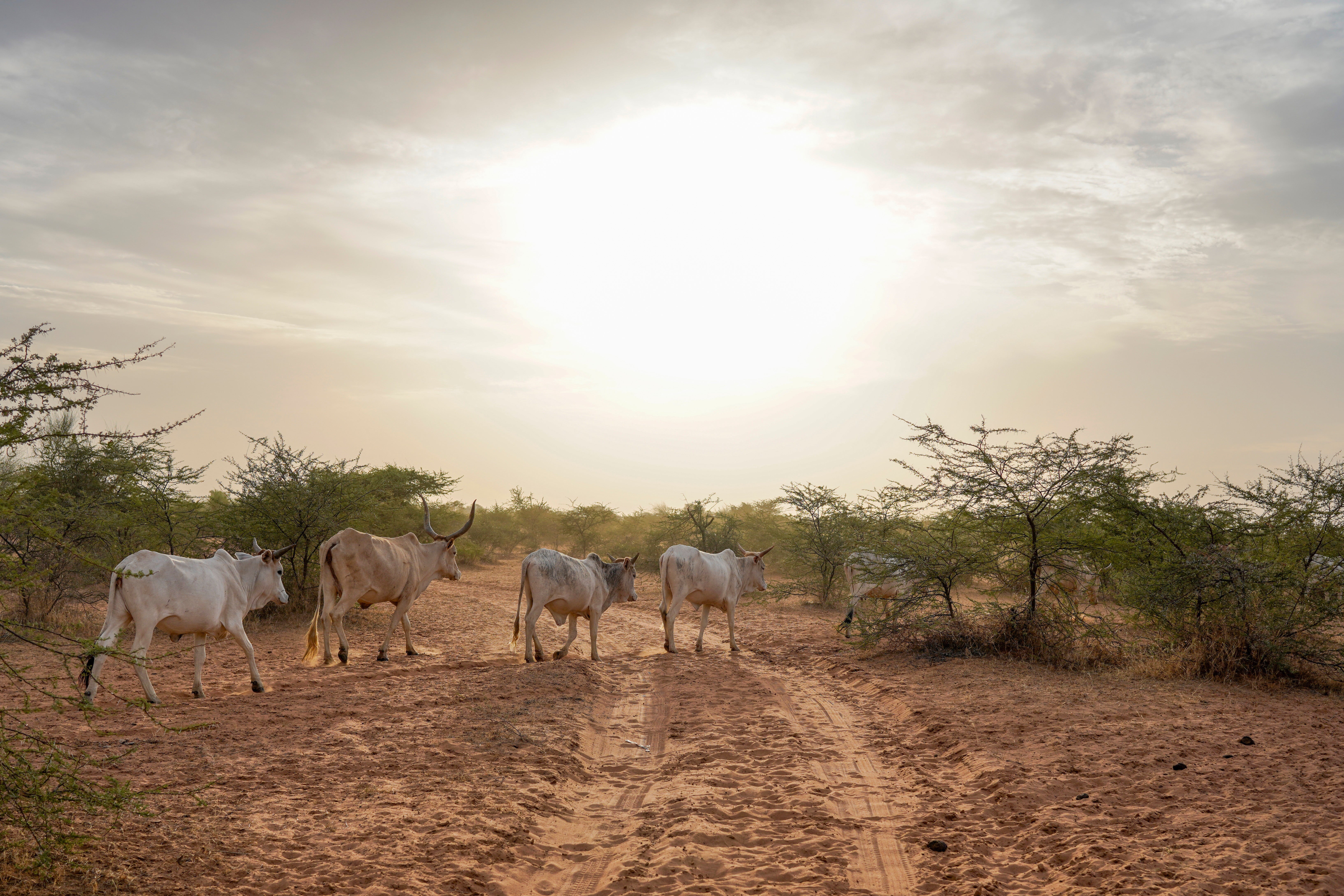 SENEGAL-FIEBRE-BROTE