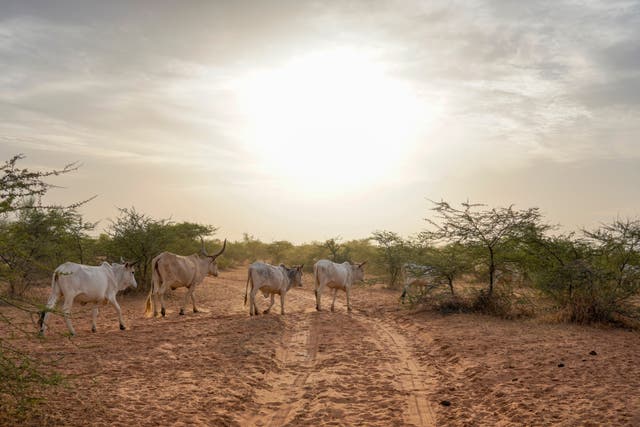 SENEGAL-FIEBRE-BROTE