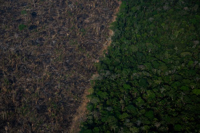 <p>Air pollution in the Amazon rainforest is worse than in major global cities </p>