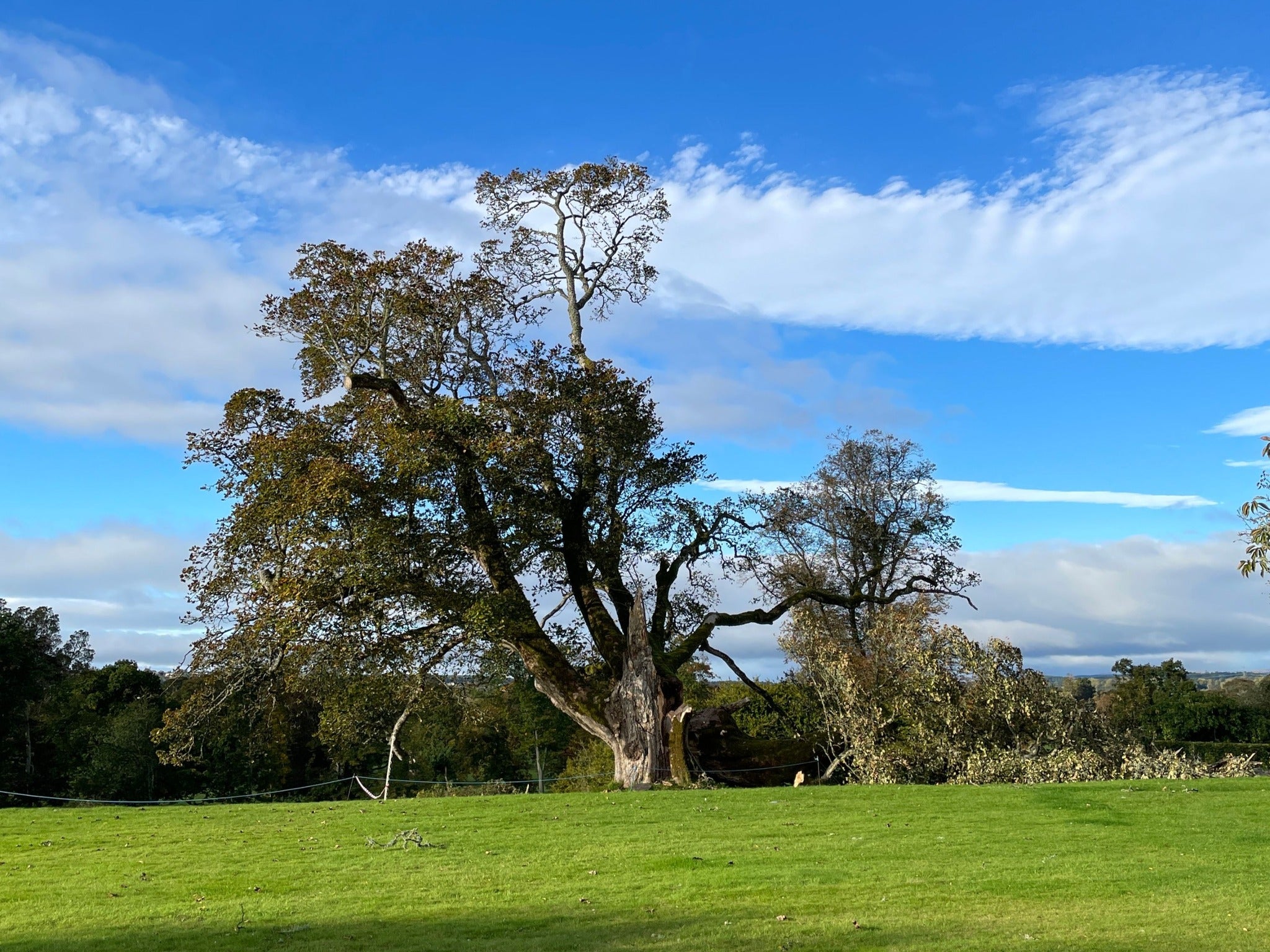 The historic sycamore tree was saved by tree surgeons